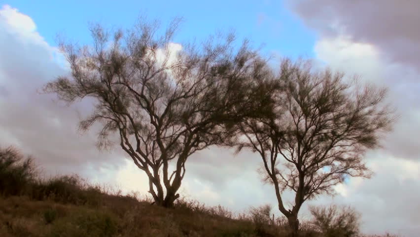 Time lapse, Weathered trees, grassy hillside landscape survives wind, heat, monsoons. 1920x1080