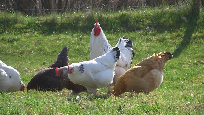 Happy hens with rooster