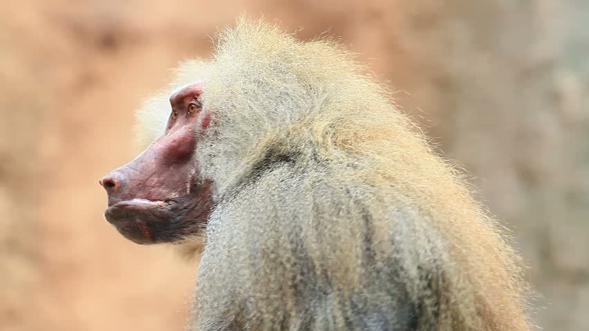 baboon