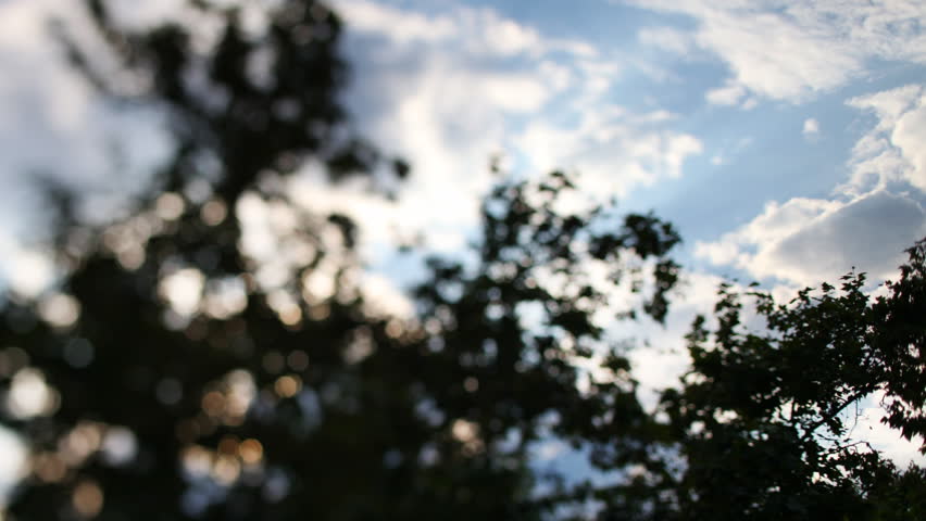 out of focus bokeh shot of sky and sunshine shining through leaves. makes a nice abstract background