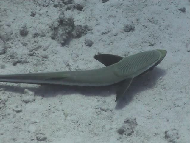 Remora fish swimming on the seabed