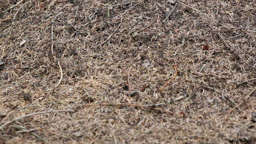 ants crawling on an anthill