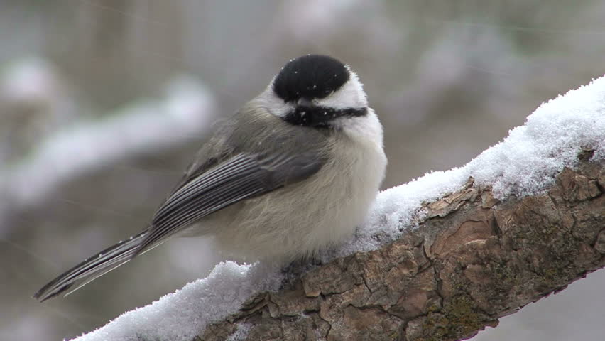Chickadee Perched On Branch In Forest 
