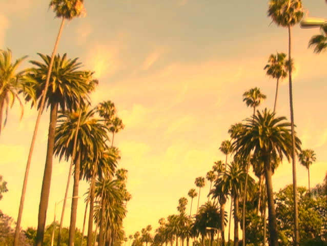 Beverly Hills palm trees at sunset driving shot V1 - NTSC