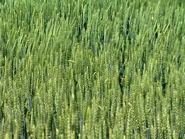 Beautiful, green fields of wheat, gently waving in the wind.