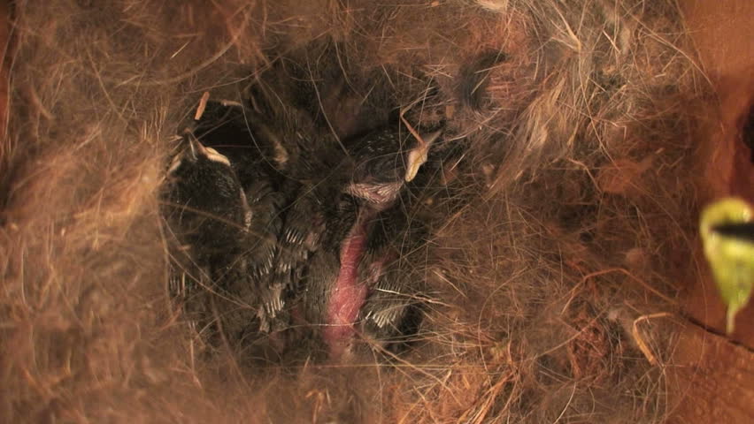 Chickadee Nest Cam