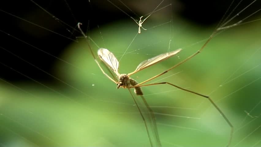 Daddy Long Legs trapped on web