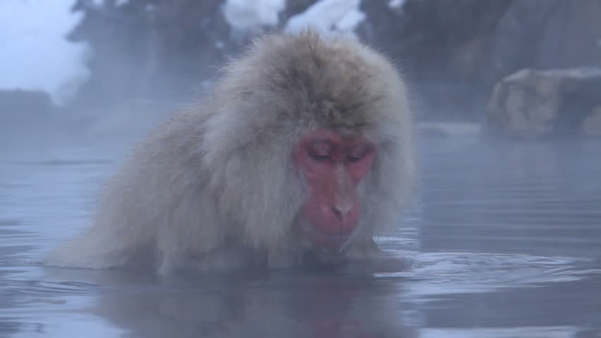 snow monkey enjoying a geothermal pool in falling snow