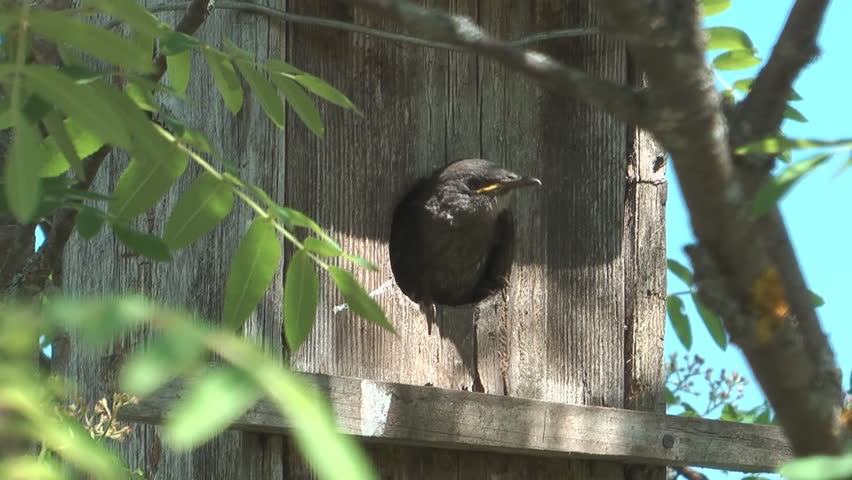 Starling feeding chicks seated in a birdhouse.