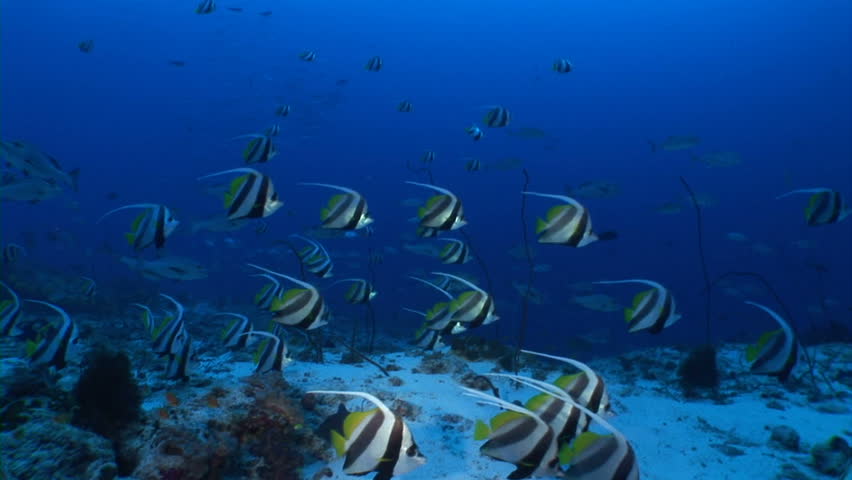 School of fish feeding among corals