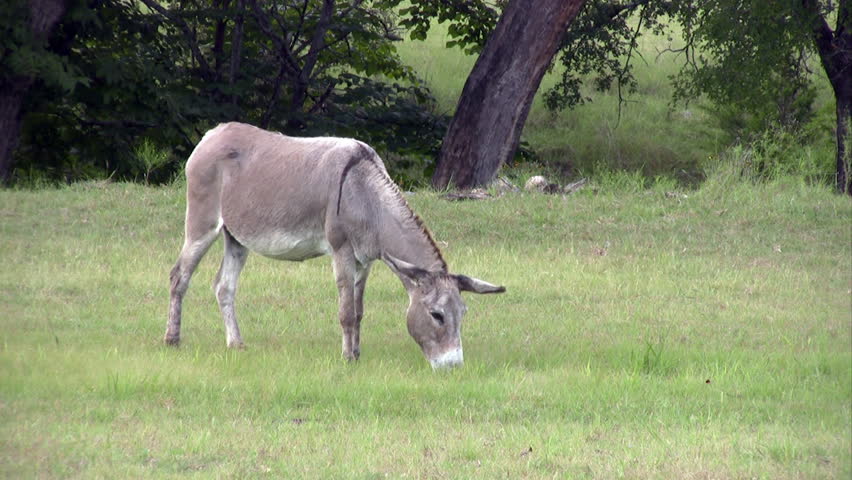 Video of a miniature Donkey on a south Texas Ranch. Slowly walking while grazing on grass. Miniature size. 