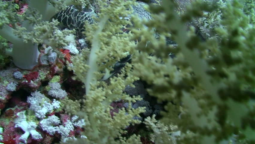 Hawksbill turtle (Eretmochelys imbricata). Side view of an adult male, feeding on soft corals. Red Sea, Egypt.