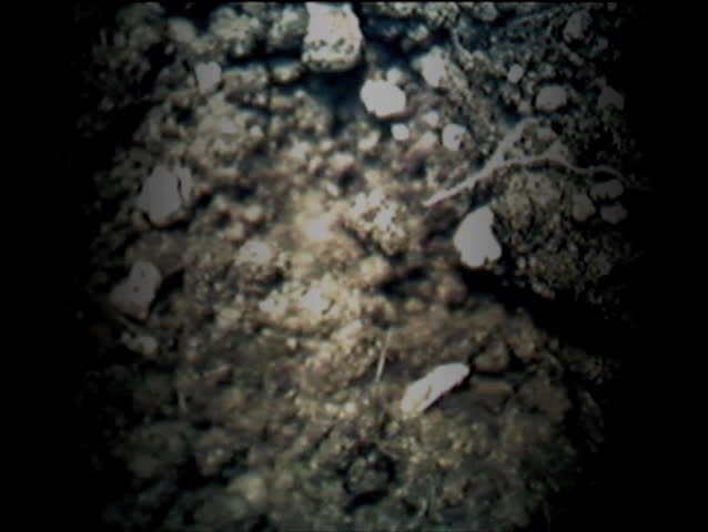 Eastern Mole Digging Through Soil