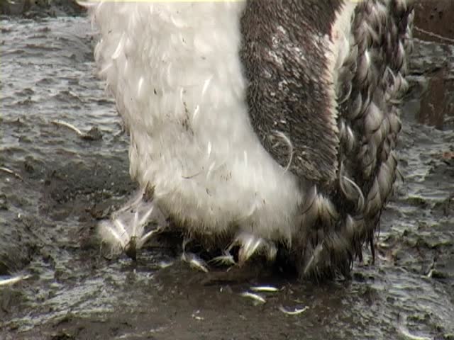 Gentoo penguin (Pygoscelis papua) chick with malting feathers.