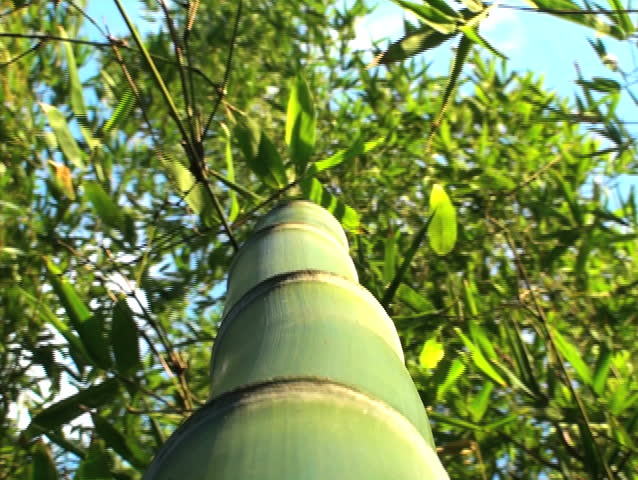 Bamboo - NTSC