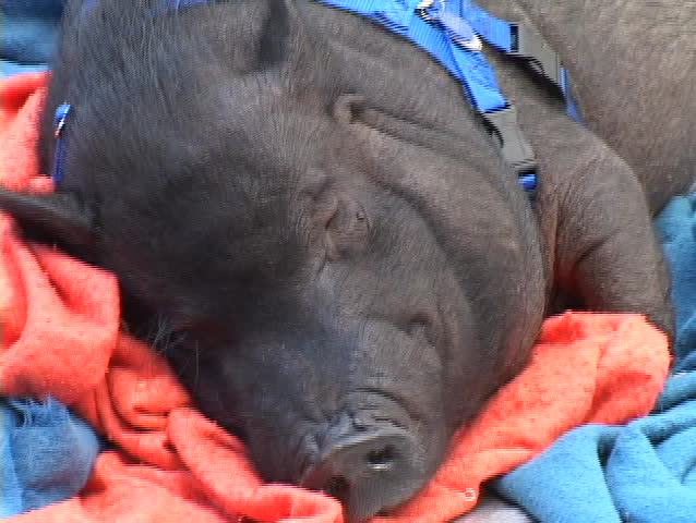 pot bellied pig snoozing