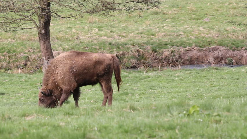 wisent grazing
