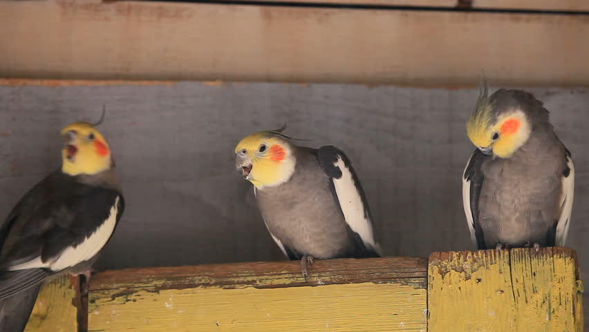 cockatiel