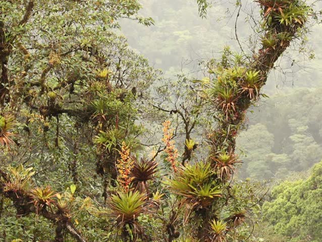 Bromeliad laden tree in cloudforest