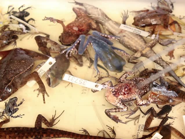 Preserved specimens of reptiles and amphibians
