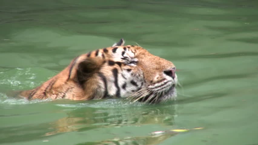 Tiger Swimming