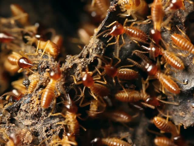 Nasute termites defending a break in their nest