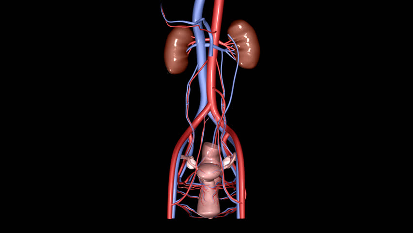 HD Female Reproductive System
