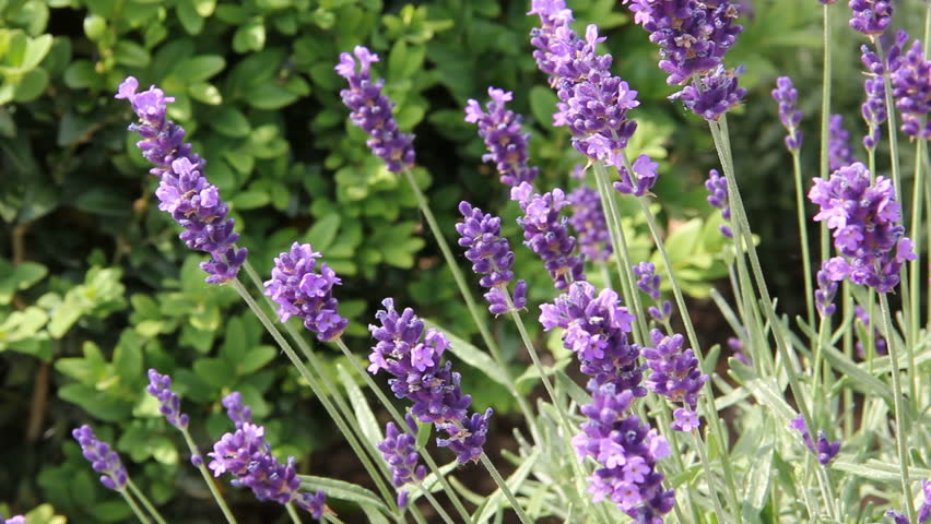 lavender moving slightly in the wind