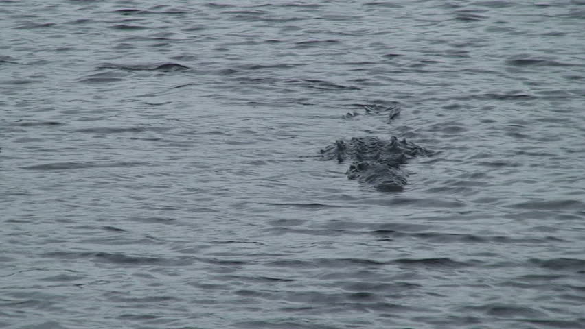 Crocodiles times 2