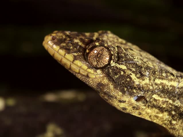 Turnip tailed gecko (Thecadactylus solimoensis), Cleaning eye with its tongue PAL ASPECT RATIO