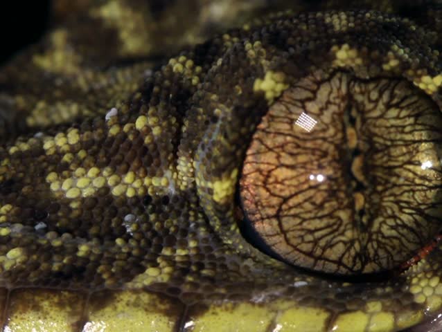 Turnip tailed gecko (Thecadactylus solimoensis), Cleaning eye with its tongue PAL ASPECT RATIO