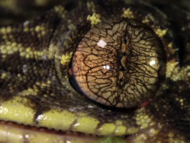 Turnip tailed gecko (Thecadactylus solimoensis), Cleaning eye with its tongue PAL ASPECT RATIO