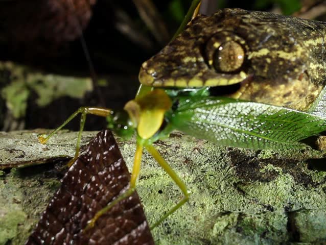 Turnip tailed gecko (Thecadactylus solimoensis), Eating a katydid. PAL ASPECT RATIO