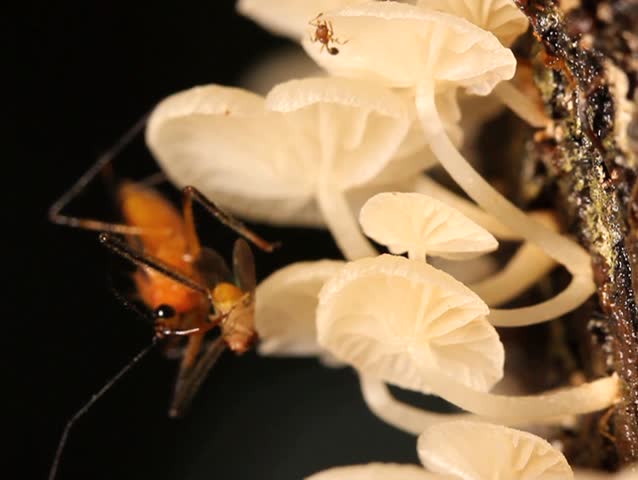 Assassin bug feeding on a fruit fly on a fungus covered trunk PAL ASPECT RATIO