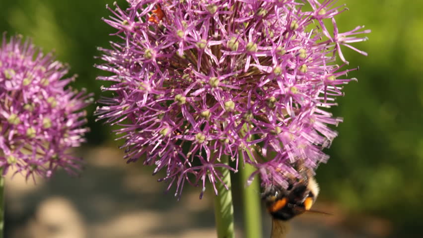 Bumblebee collecting pollen from a field flower 