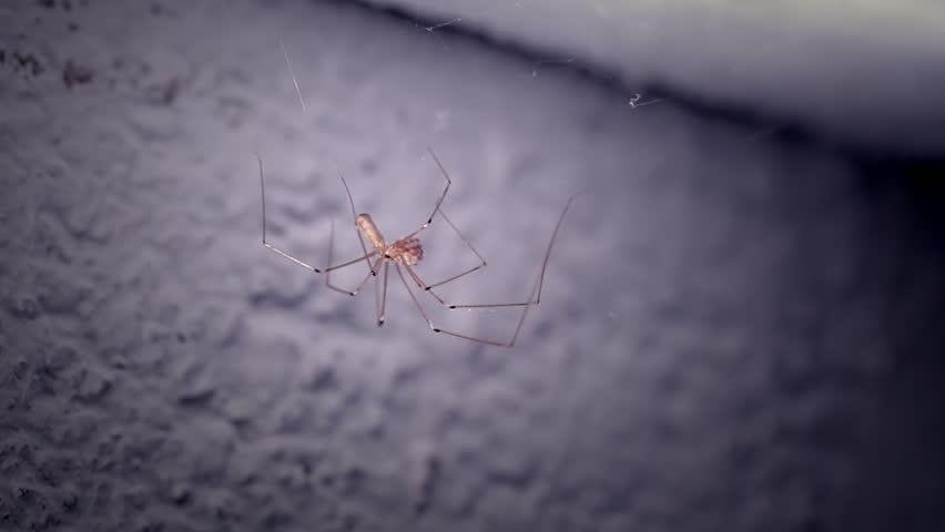 daddy longlegs spider crawling in a spiderweb