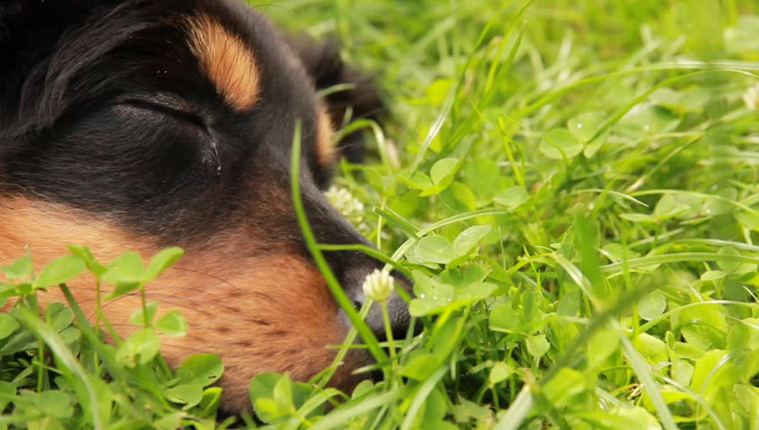 Young cute puppy