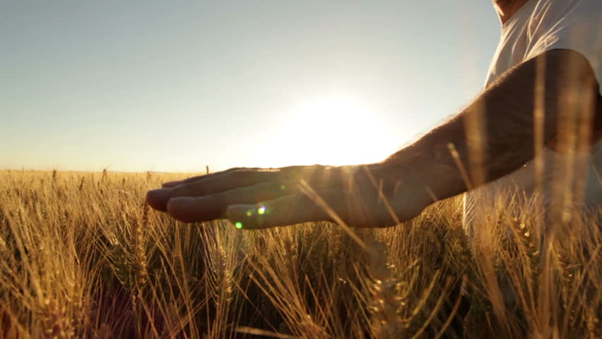 hands of farmer in wheat field gently touching wheat ears 
