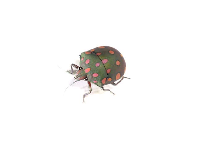 brightly coloured hemipteran bug from rainforest, Ecuador