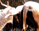 ibex deer wild animal  