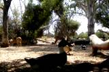 ibex deer wild animal  