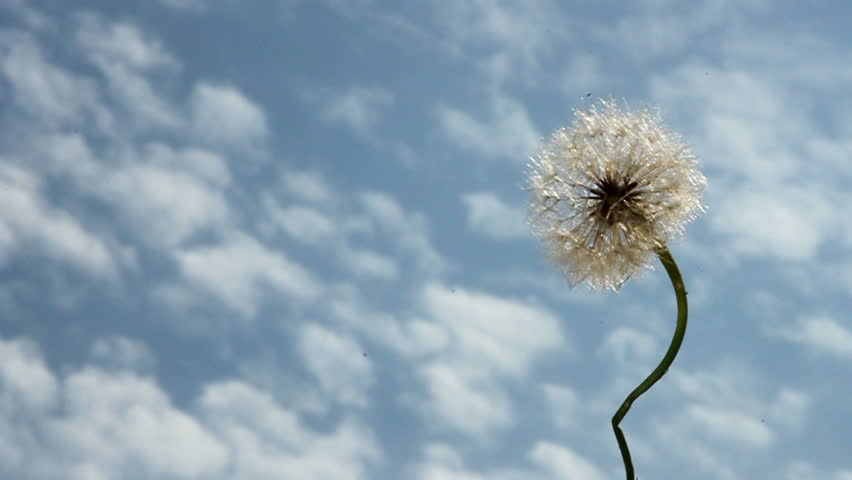 withered dandelion in the wind