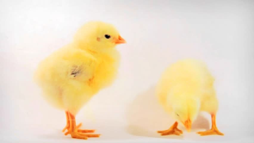 Two chicken isolated on white - Widescreen DV PAL