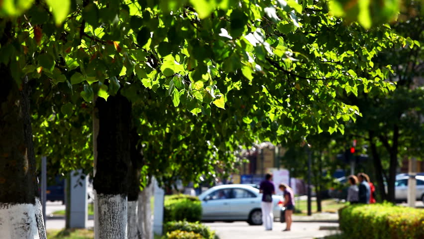 Green trees on the summer street