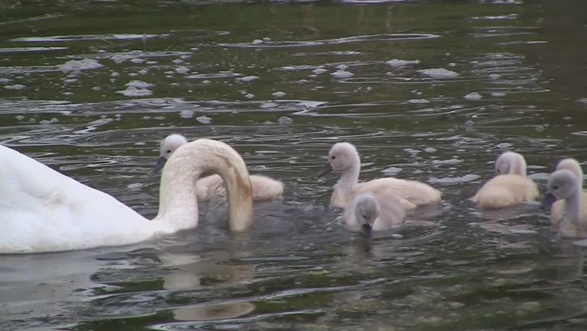 Swan family in pond