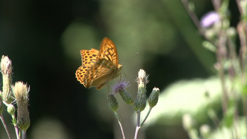 silver-washed fritillary 