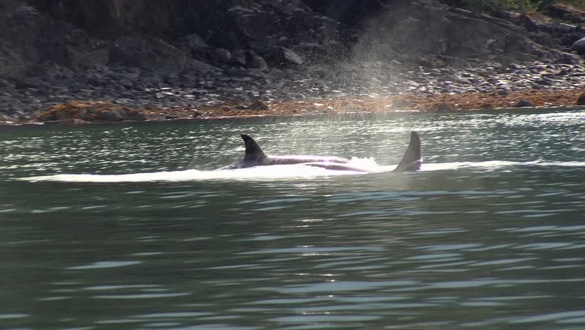 Killer Whales Breaching