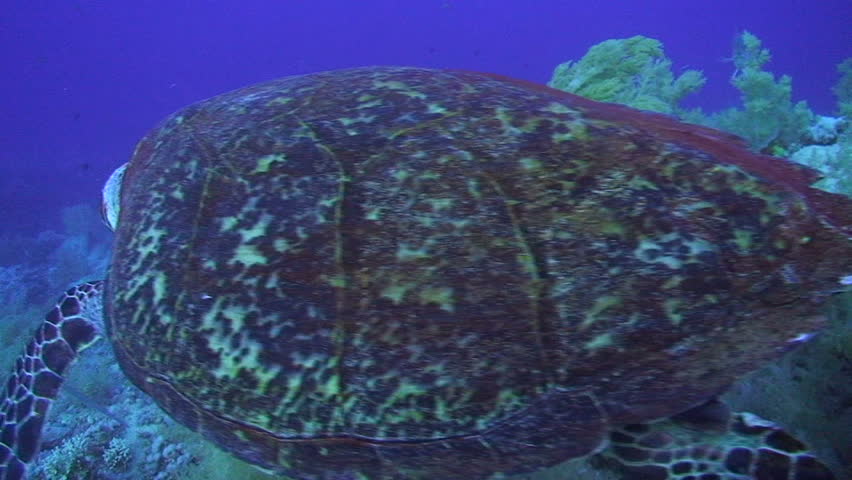 Hawksbill turtle (Eretmochelys imbricata). Front view of an adult male, feeding on soft corals. Red Sea, Egypt.