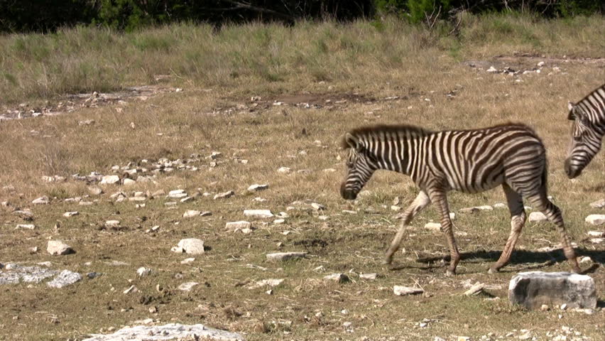 Video of a herd of zebras walking past view. African wildlife in a Texas ranch. Tourist and visitor ranch protecting exotic animals and game. 