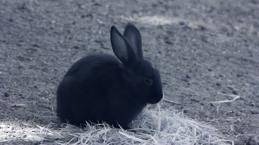 Infrared fauna: baby rabbit eating grass 